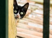 Featured Photo: Playing Peek-a-Boo Corfu Greece