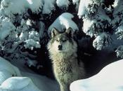 Future Mexican Gray Wolf Reintroduction Program