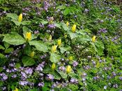 Yellow Trillium Luteum