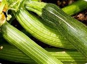 Zucchini Today ......... World's Indigenous People