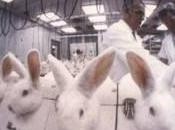 Cosmetic Animal Testing Brazil