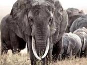 Desperate Times, Measures Battle Save Rhinos