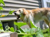 Chewing Garden