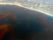 Gulf Mexico Dead Zone Size Connecticut