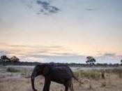 Wildlife Photographer, Paul Goldstein Makes Impassioned Plea Public About Elephant Conservation Using Majestic Photo Album