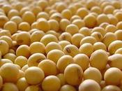 Soybean Hair Growth: Some Benefits Must Know