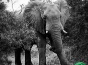 Ways Celebrate World Elephant