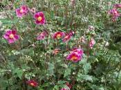 Anemone Hupehensis ‘Splendens’