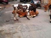 Rabid Bovines Animals Encountered Chennai City Streets