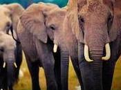 Celebrate World Elephant With Great Organizations