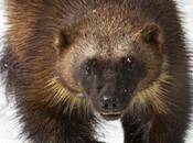 Last 250-300 Wolverines Lower-48 Denied Protection