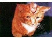 Human Cost Animal Testing