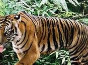 Tell Congress Protect Tiger Habitat