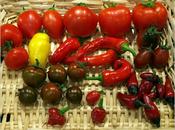 Picking Chillis Tomatoes
