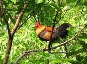 Pasture Raised Eggs: Humane, Sustainable Fiction