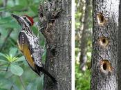 Creation: Amazing Woodpecker