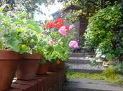 Garden This Weekend 17/8/14 Warts Tour