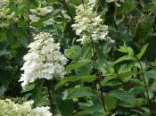 Hydrangea Paniculata ‘Kyushu’