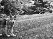 Wolf Pups Return Wild Wonder