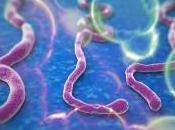 Things Need Know About Ebola