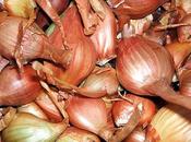 Crop Experiment: Growing Shallots