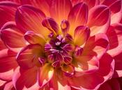 Howden Kidd’s Climax Dahlias