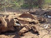 Twenty Percent Africa’s Elephants Killed Three Years