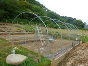 Polytunnel's Going