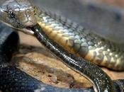 Severed Snake Head Kills Chef Cooking Cobra Soup