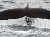 Norway Kills Whales Record Year Hunt, Wants