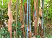 Infatuation Remember