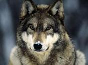 Support Warriors Against Wolf Hunt