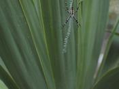 Introducing Not-so-itsy-bitsy Garden Spider: Argiope Aurantia