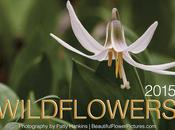 Only Days Left Early Bird Prices 2015 Wildflower Calendar