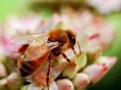 What Insect Related Cause Workplace Deaths U.S.