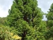 Cunninghamia Konishii Hayata