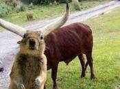 Funny Animal Head Photobombs