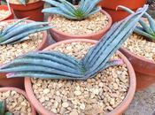 With Reluctance Terracotta