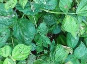 Controlling Flea Beetles Fall Garden (help Wanted)