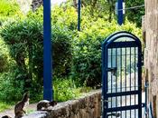 Featured Photo: Bird Taunts Cats