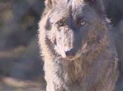 Washington State Accidentally Shoots Alpha Wolf from Helicopter