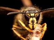 Huge YellowJacket Nest, Would Scare